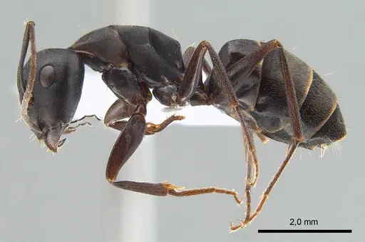 Camponotus armeniacus specimen ANTWEB1008053 image antweb1008053_3