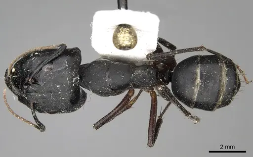 Camponotus armeniacus specimen CASENT0280615 image casent0280615_1