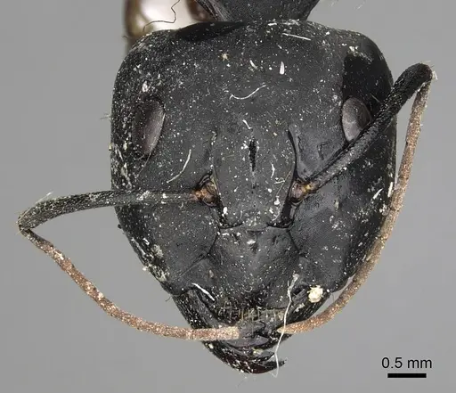 Camponotus armeniacus specimen CASENT0280615 image casent0280615_2