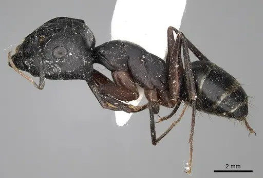 Camponotus armeniacus specimen CASENT0280615 image casent0280615_3