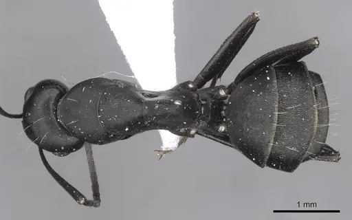 Camponotus armeniacus specimen CASENT0910245 image casent0910245_1