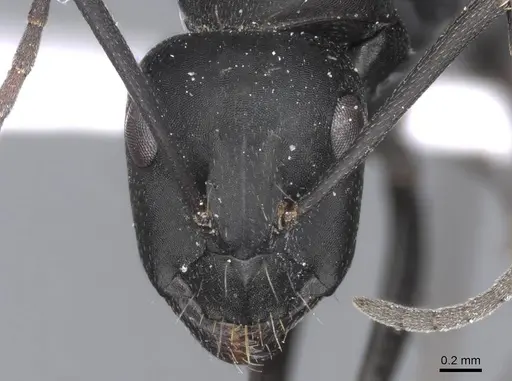 Camponotus armeniacus specimen CASENT0910245 image casent0910245_2