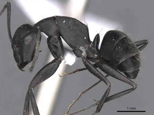Camponotus armeniacus specimen CASENT0910245 image casent0910245_3