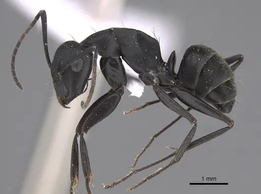 Camponotus armeniacus specimen CASENT0910245 image casent0910245_4