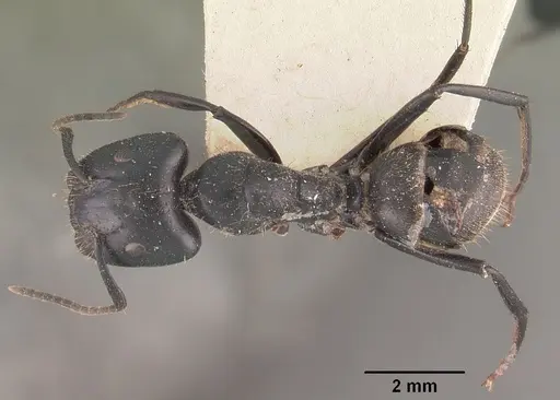 Camponotus arminius specimen CASENT0102445 image casent0102445_1