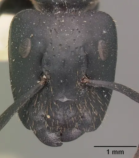 Camponotus arminius specimen CASENT0102445 image casent0102445_2