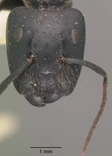 Camponotus arminius specimen CASENT0102445 image casent0102445_3