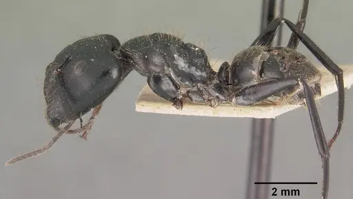 Camponotus arminius specimen CASENT0102445 image casent0102445_4