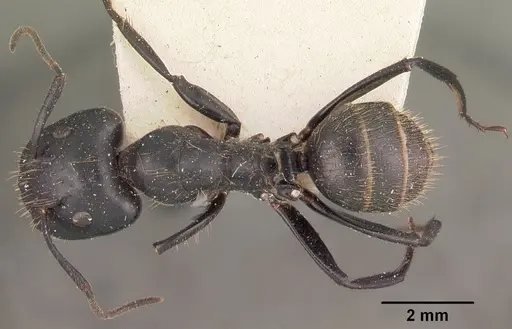 Camponotus arminius specimen CASENT0102446 image casent0102446_1