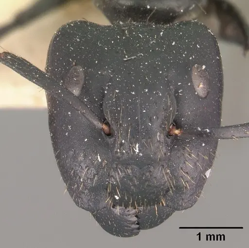Camponotus arminius specimen CASENT0102446 image casent0102446_2