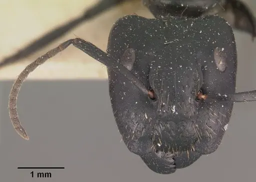 Camponotus arminius specimen CASENT0102446 image casent0102446_3