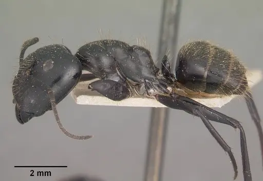 Camponotus arminius specimen CASENT0102446 image casent0102446_4