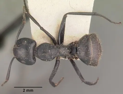 Camponotus arminius specimen CASENT0102496 image casent0102496_1