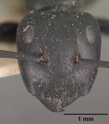 Camponotus arminius specimen CASENT0102496 image casent0102496_2