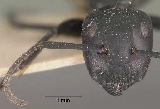 Camponotus arminius specimen CASENT0102496 image casent0102496_3