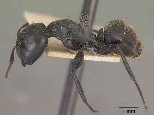 Camponotus arminius specimen CASENT0102496 image casent0102496_4