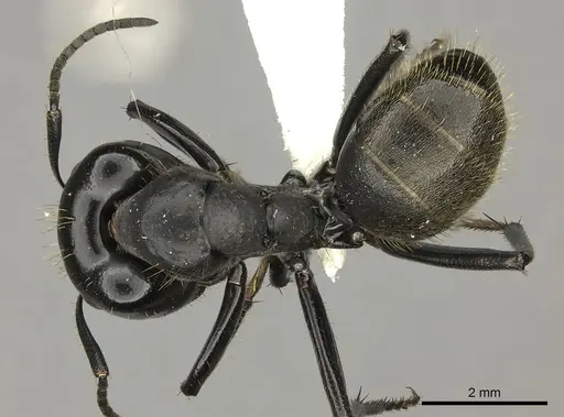 Camponotus arminius specimen CASENT0235240 image casent0235240_1
