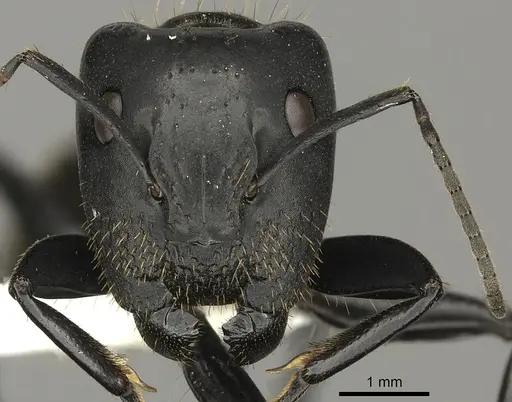 Camponotus arminius specimen CASENT0235240 image casent0235240_2