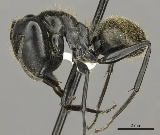 Camponotus arminius specimen CASENT0235240 image casent0235240_3