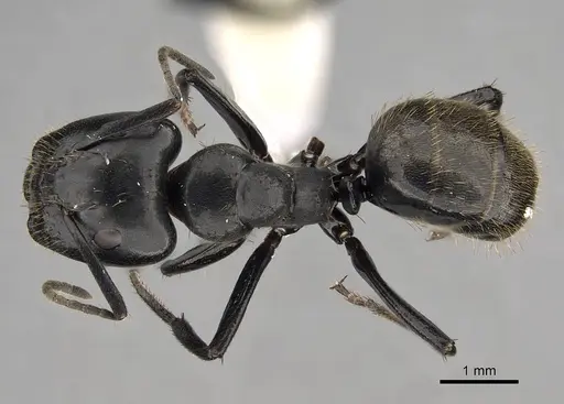 Camponotus arminius specimen CASENT0280294 image casent0280294_1