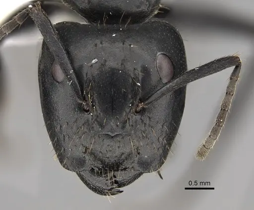 Camponotus arminius specimen CASENT0280294 image casent0280294_2