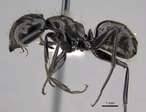 Camponotus arminius specimen CASENT0280294 image casent0280294_3
