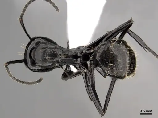 Camponotus arminius specimen CASENT0280295 image casent0280295_1