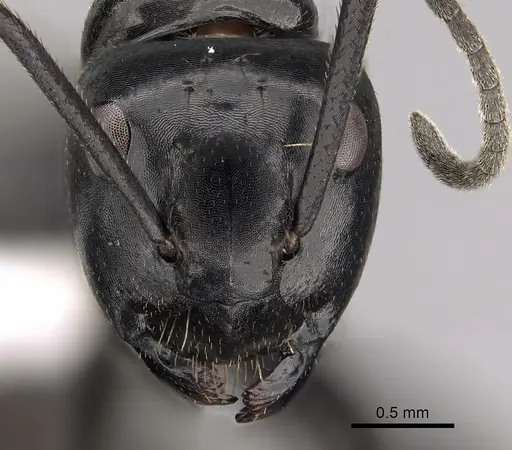 Camponotus arminius specimen CASENT0280295 image casent0280295_2