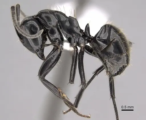 Camponotus arminius specimen CASENT0280295 image casent0280295_3
