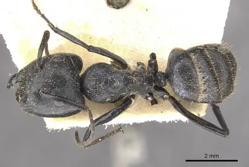 Camponotus arminius specimen CASENT0910562 image casent0910562_1