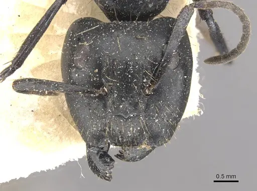 Camponotus arminius specimen CASENT0910562 image casent0910562_2