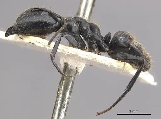 Camponotus arminius specimen CASENT0910562 image casent0910562_3