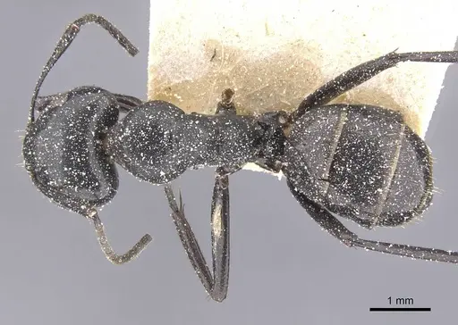 Camponotus arminius specimen CASENT0911747 image casent0911747_1