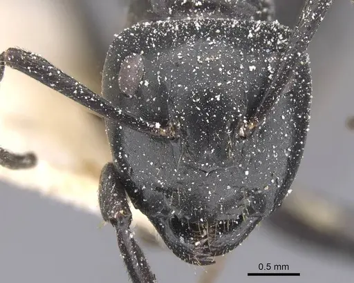 Camponotus arminius specimen CASENT0911747 image casent0911747_2