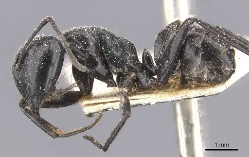Camponotus arminius specimen CASENT0911747 image casent0911747_3