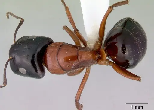 Camponotus armstrongi specimen CASENT0172150 image casent0172150_1