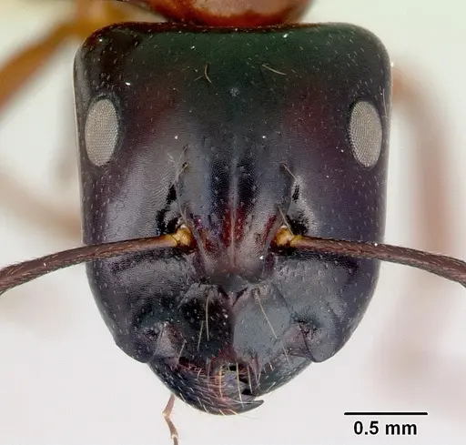 Camponotus armstrongi specimen CASENT0172150 image casent0172150_2