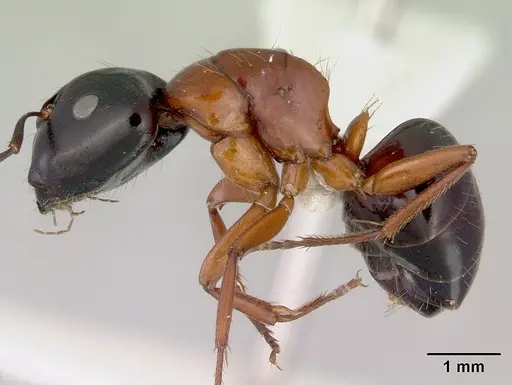 Camponotus armstrongi specimen CASENT0172150 image casent0172150_3