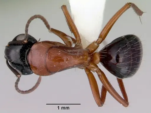 Camponotus armstrongi specimen CASENT0172151 image casent0172151_1