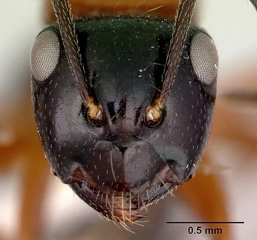 Camponotus armstrongi specimen CASENT0172151 image casent0172151_2