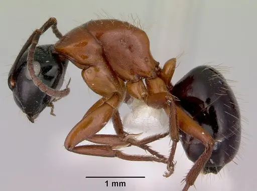 Camponotus armstrongi specimen CASENT0172151 image casent0172151_3