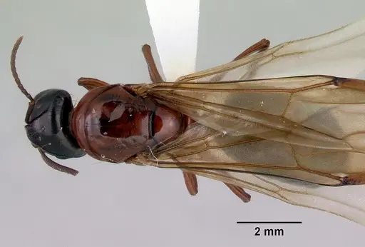 Camponotus armstrongi specimen CASENT0172152 image casent0172152_1