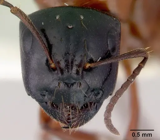 Camponotus armstrongi specimen CASENT0172152 image casent0172152_2
