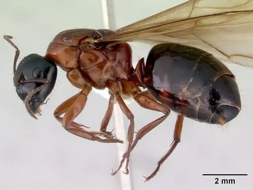 Camponotus armstrongi specimen CASENT0172152 image casent0172152_3
