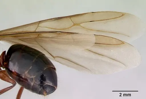 Camponotus armstrongi specimen CASENT0172152 image casent0172152_4