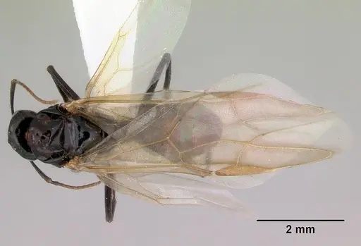 Camponotus armstrongi specimen CASENT0172153 image casent0172153_1