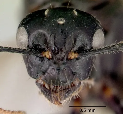 Camponotus armstrongi specimen CASENT0172153 image casent0172153_2