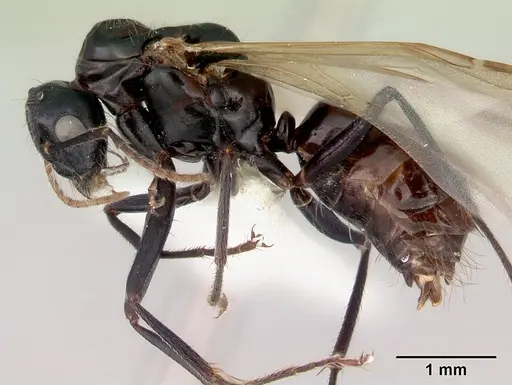 Camponotus armstrongi specimen CASENT0172153 image casent0172153_3