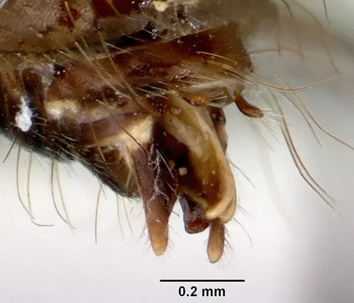 Camponotus armstrongi specimen CASENT0172153 image casent0172153_4