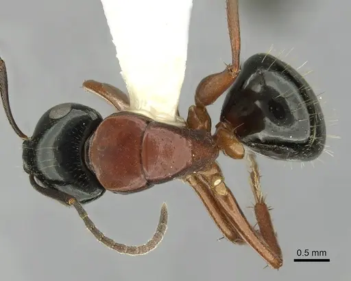 Camponotus armstrongi specimen CASENT0280214 image casent0280214_1